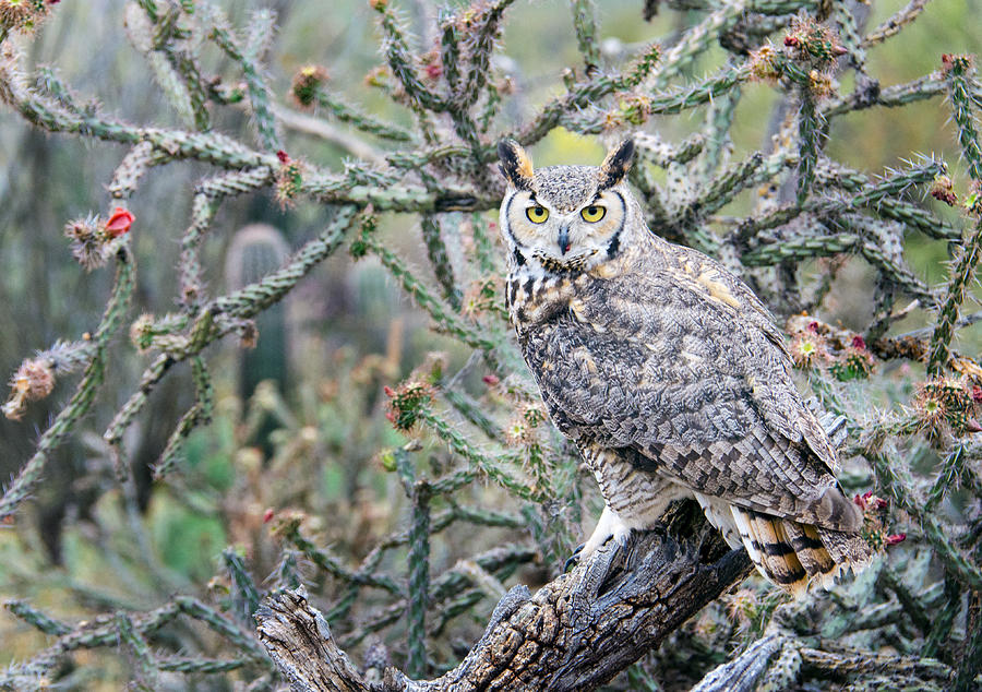 Desert Owl Photograph by Barbara Manis