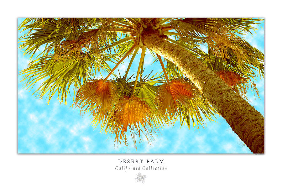 Desert Palm Art Poster - California Collection Photograph by Ben and Raisa Gertsberg