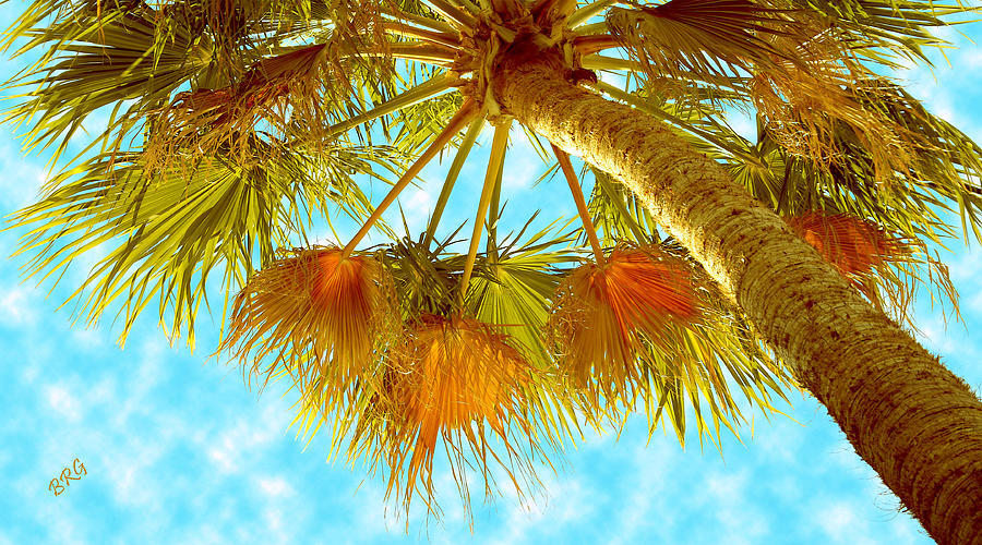 Desert Palm Photograph