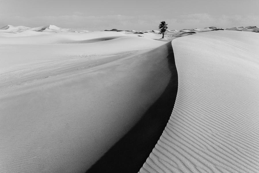 Desert Palm Photograph by Justin Albrecht