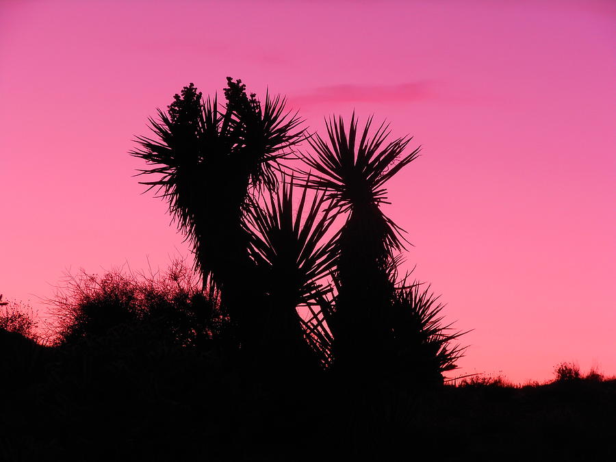 Nature Photograph - Desert Pink by James Welch