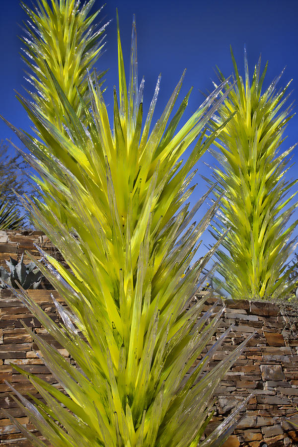 Desert Plant 1 Photograph