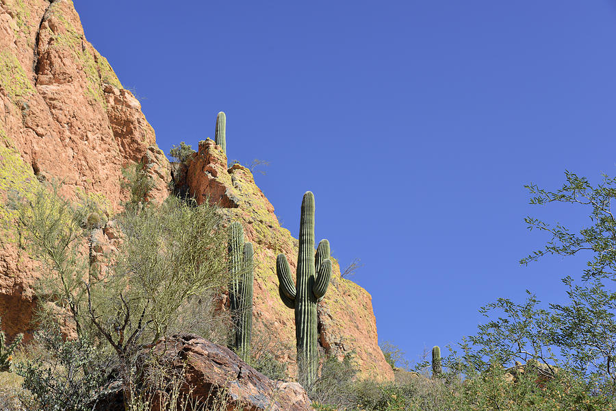 Mountain Photograph - Desert Plants of The Superstitions by Alexandra Till