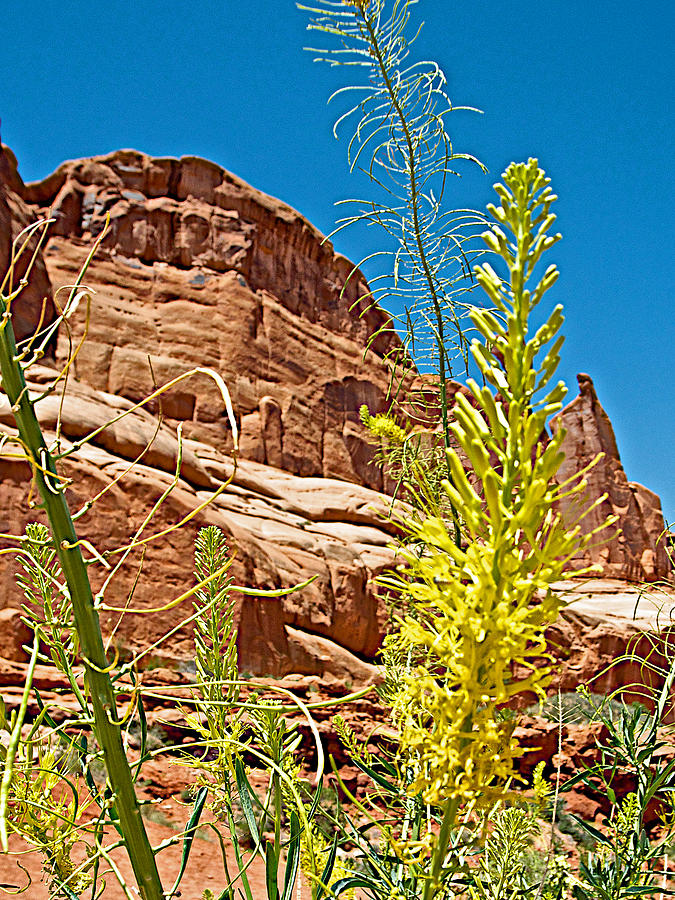 Desert Plume along Park Avenue in Arches NP-UT Photograph by Ruth Hager