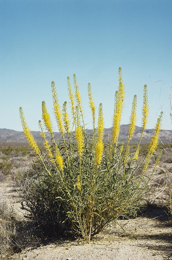 Desert Plume Photograph by Karl H. Switak