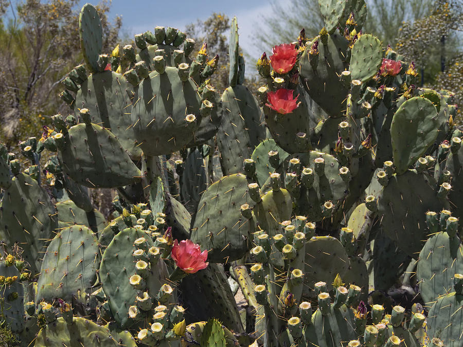 Phoenix Photograph - Desert prickly pear cactus by Marianne Campolongo