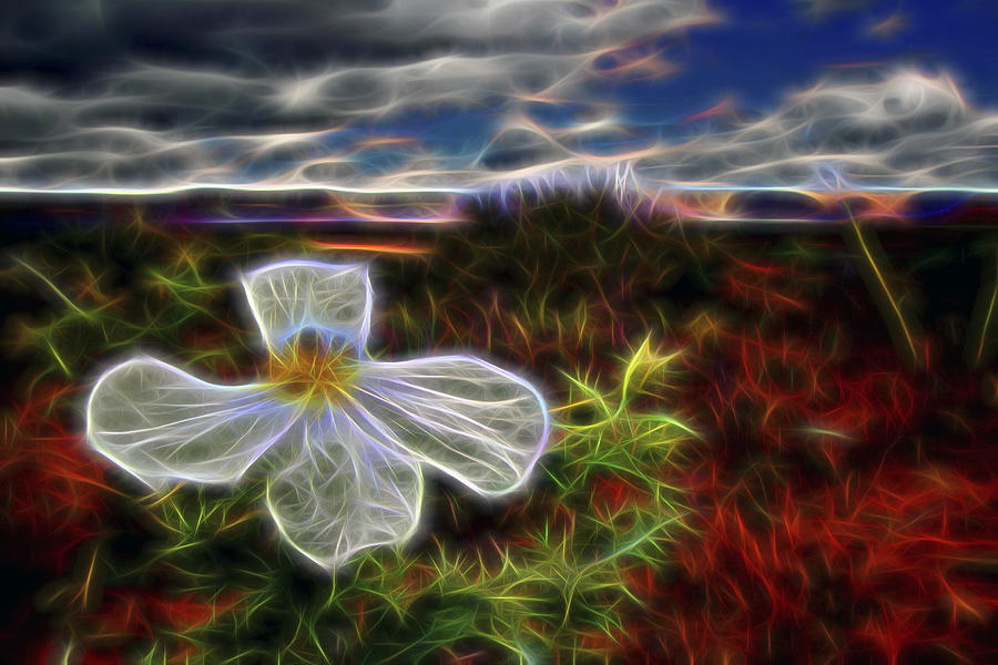 Desert Primrose 1 Digital Art by William Horden