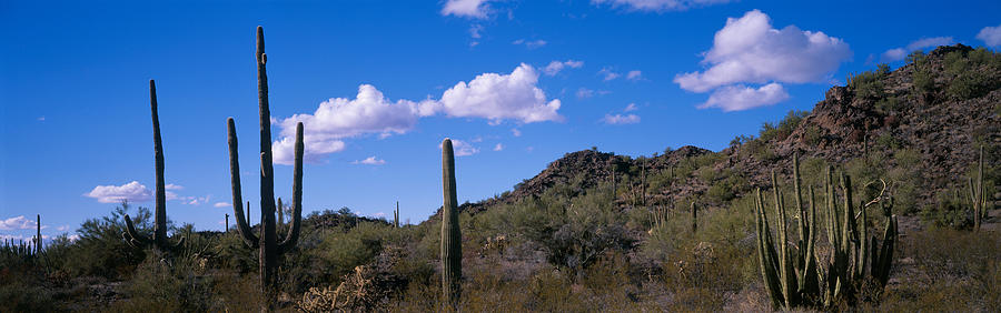 Tucson Photograph - Desert Road Az by Panoramic Images
