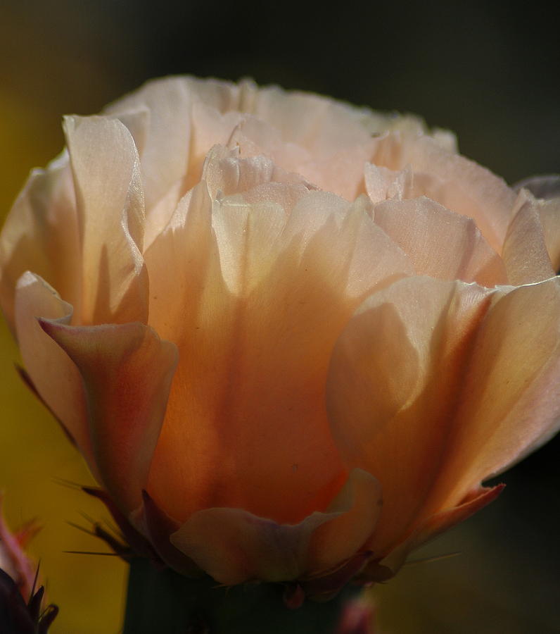 Flower Photograph - Desert Rose 2 by Teresa Stallings