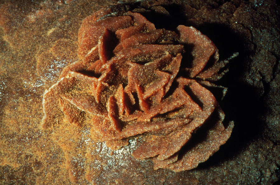 Desert Rose- From The Sahara Photograph by Sinclair Stammers/science Photo Library