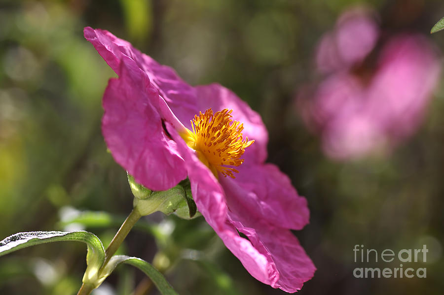 Flower Photograph - Desert Rose Hibiscus  by Joy Watson