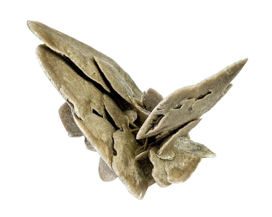 Desert Rose Mineral Photograph by Natural History Museum, London