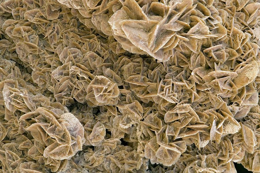 Desert Rose Of Gypsum Crystals Photograph by Pascal Goetgheluck/science Photo Library