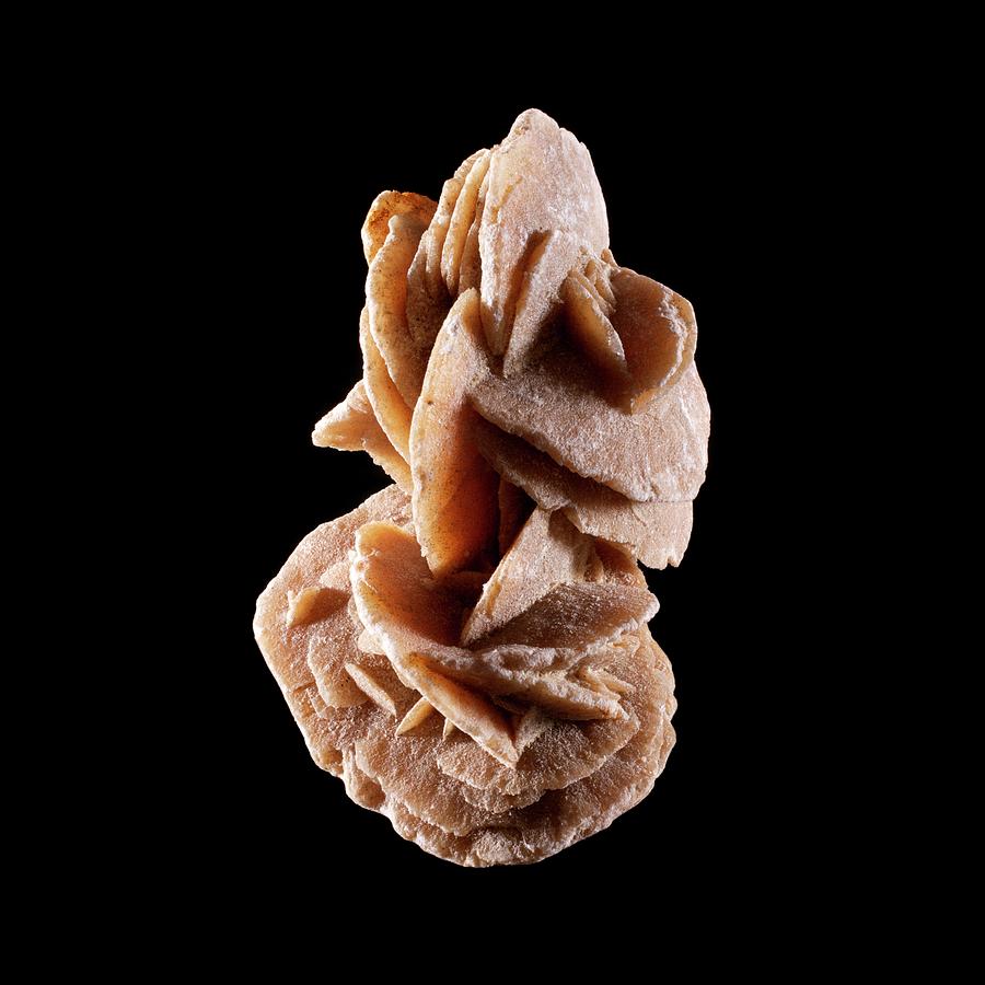 Desert Rose Photograph by Science Photo Library