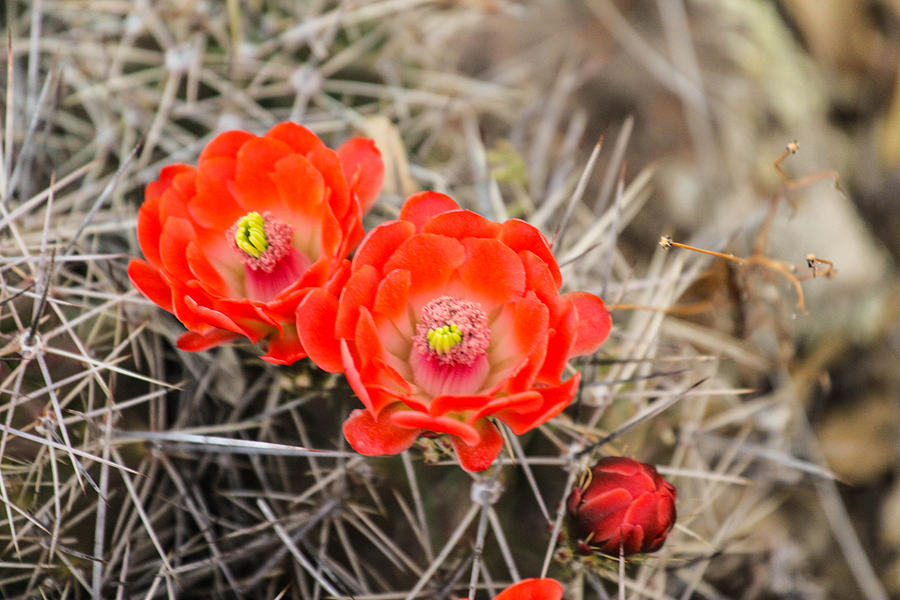 Desert Roses Cactus Flowers 4-10-2014 Photograph