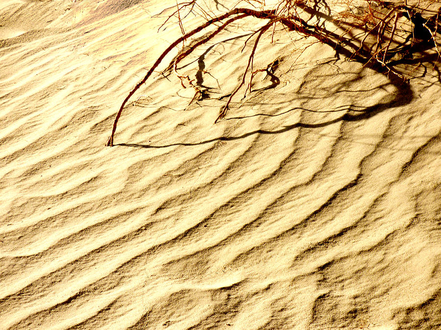 Desert Sand Photograph by Alan Socolik