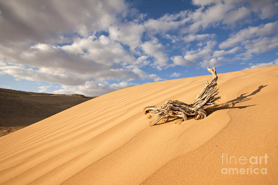 Desert sand dune Photograph by Alon Meir