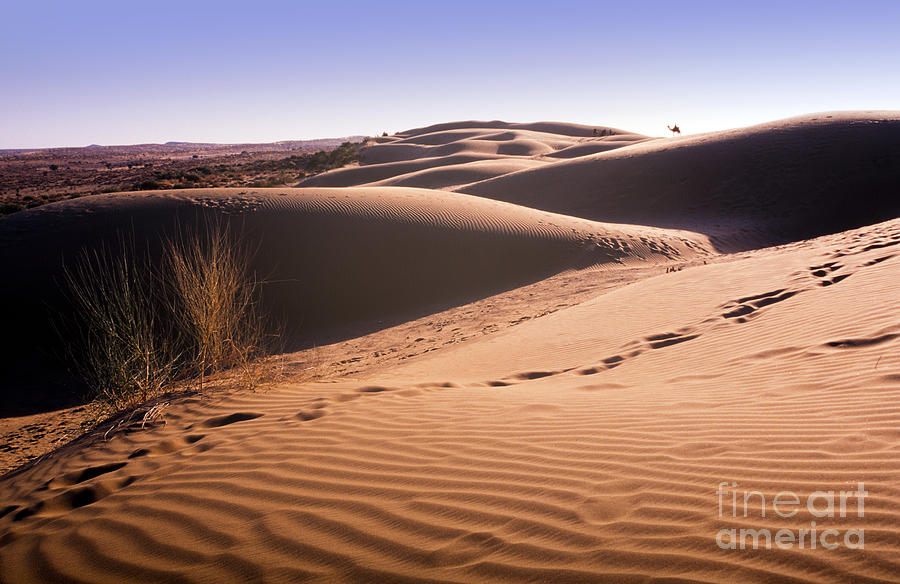 Camel Photograph - Desert Sand Dune by THP Creative
