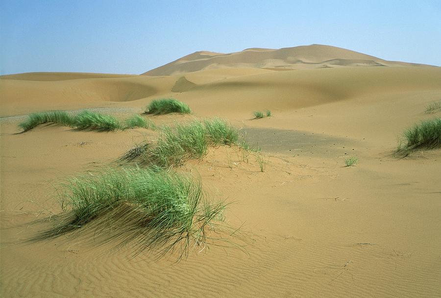 Desert Sand Dunes Photograph by Javier Trueba/msf/science Photo Library
