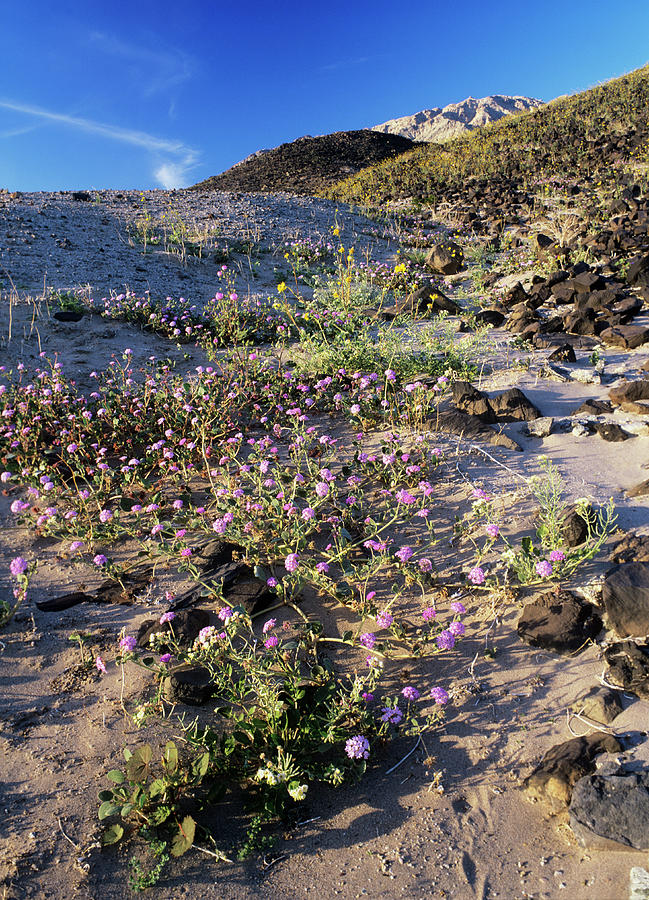 Desert Sand Verbena (abronia Villosa) Photograph by Bob Gibbons/science Photo Library