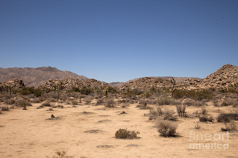 Desert Scape Photograph by Amanda Barcon - Fine Art America