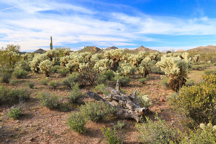 Desert Scape Photograph By Patricia Norris - Fine Art America