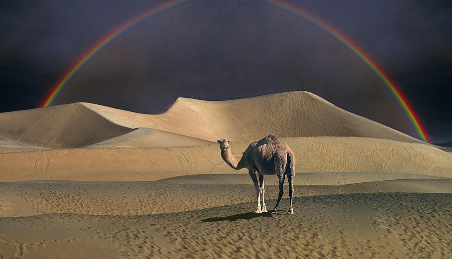 Desert Scenic Photograph by Buddy Mays