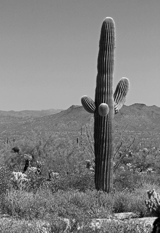 Desert Scenic III - Black and White Photograph by Suzanne Gaff