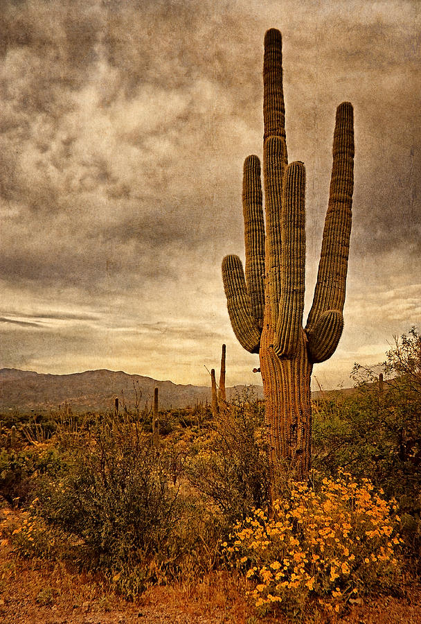 Desert Sentinels Photograph by Leda Robertson