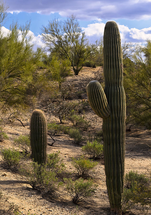 Desert Sentinels Photograph by Mark Myhaver