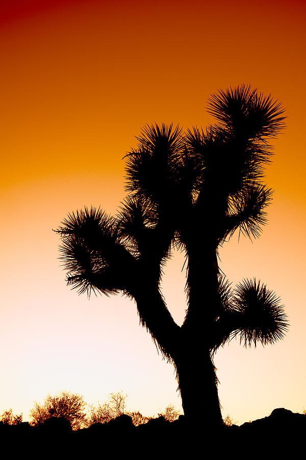 Nature Photograph - Desert Silhouette by Aron Kearney