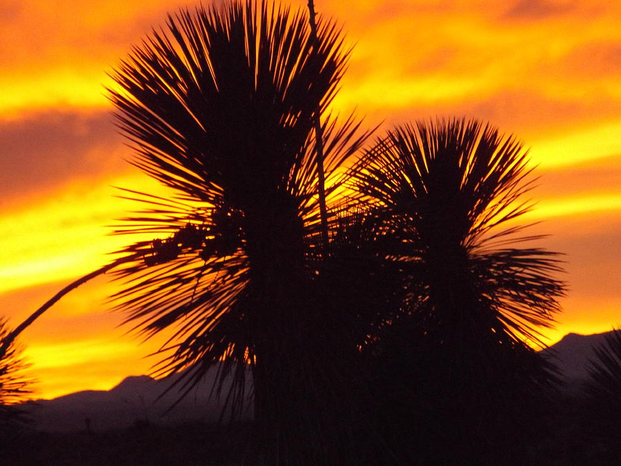 Desert Silhouette Photograph by Jodi Murphy - Fine Art America