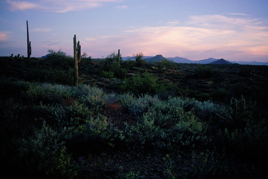 Desert, Southwest, Arizona, Cactus Photograph by Nance Trueworthy