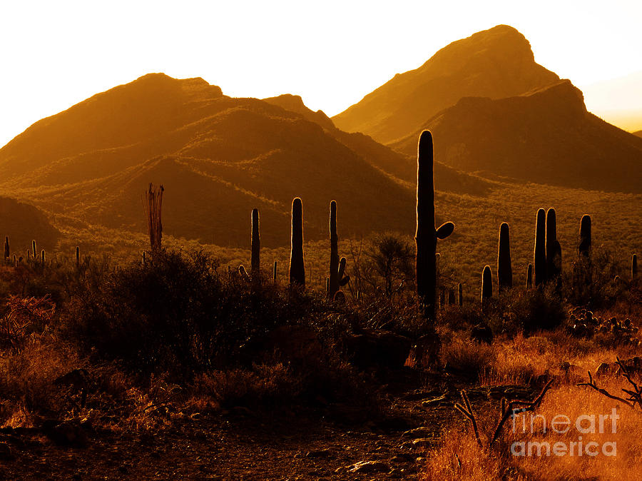 Desert Southwest Saguaro Cacti Photograph by Lane Erickson