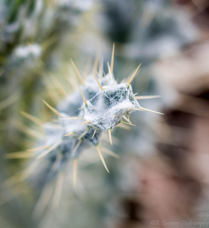 Desert Spines Photograph by Aaron Burrows