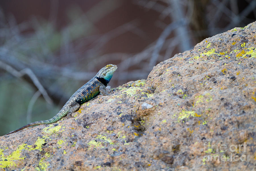 Animal Photograph - Desert Spiny Lizard by Martha Marks