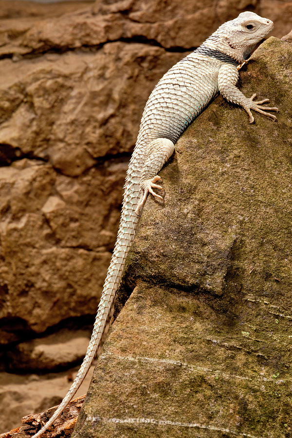 Desert Spiny Lizard, Sceloporus Photograph By David Northcott - Fine ...