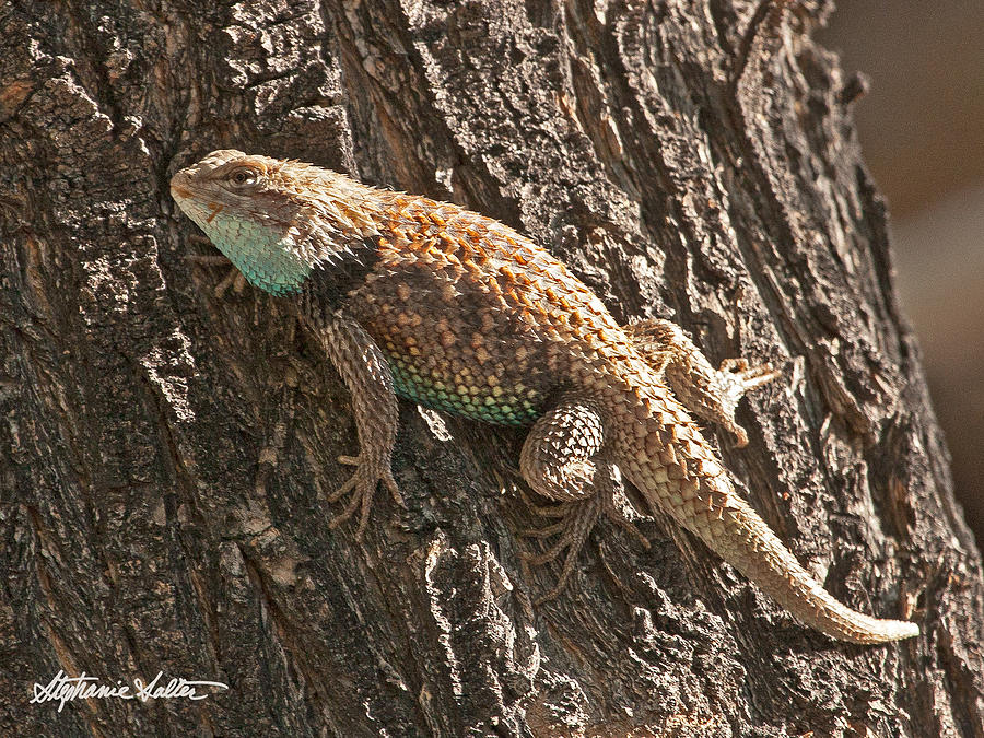 Desert Spiny Lizard Photograph by Stephanie Salter