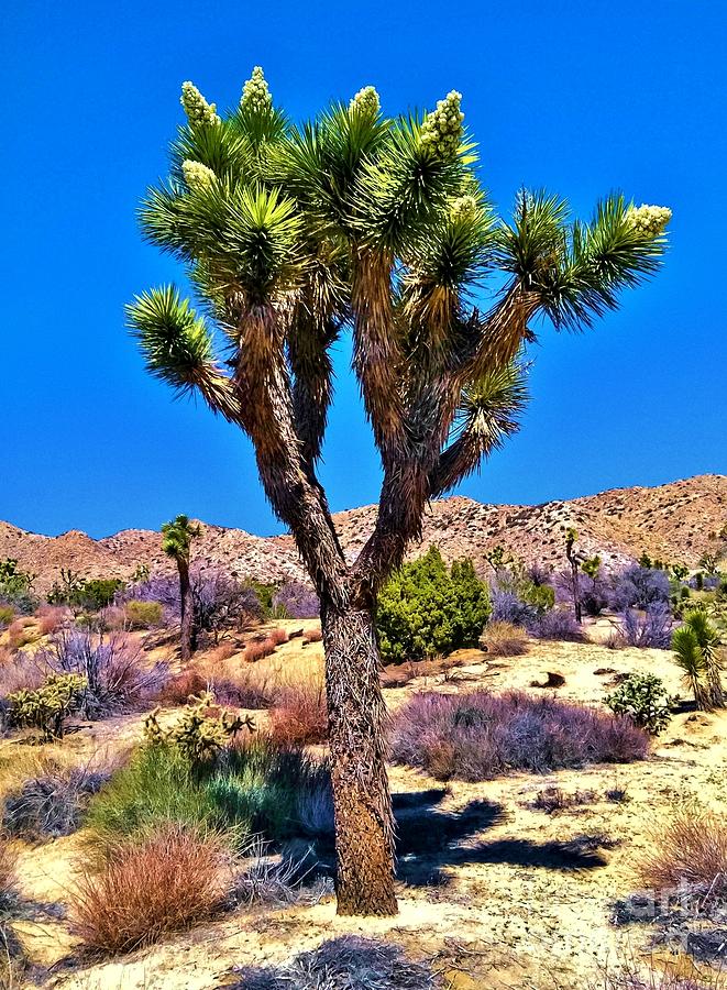 Desert Spring Photograph by Angela J Wright