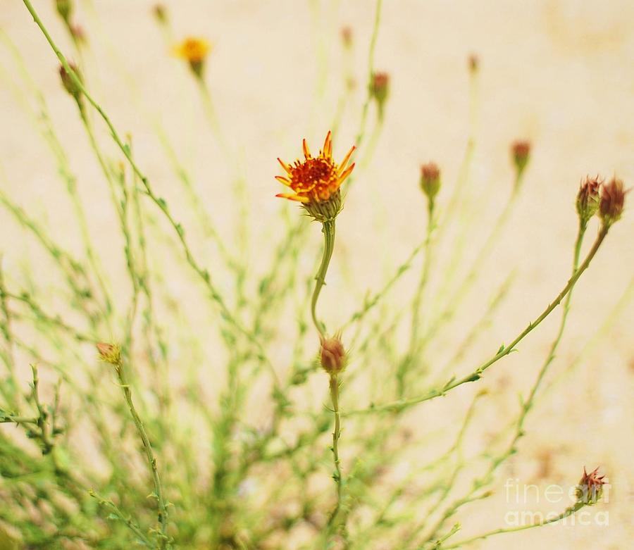 Desert Spring Flower Photograph by Angela J Wright