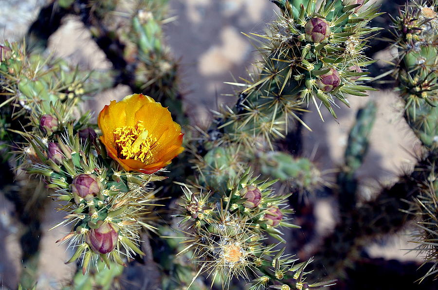 Desert Spring Photo Photograph by Antonia Citrino