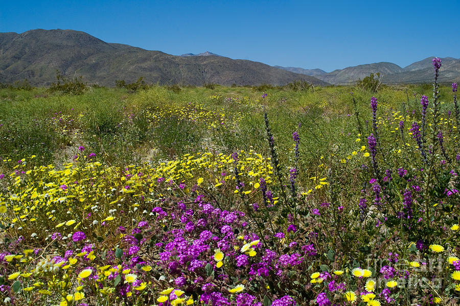 Flowers Still Life Photograph - Desert Springtime by Fred Ziegler