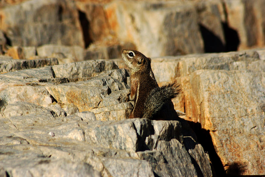 Desert Squirrel No.2 Photograph by Daniel Woodrum