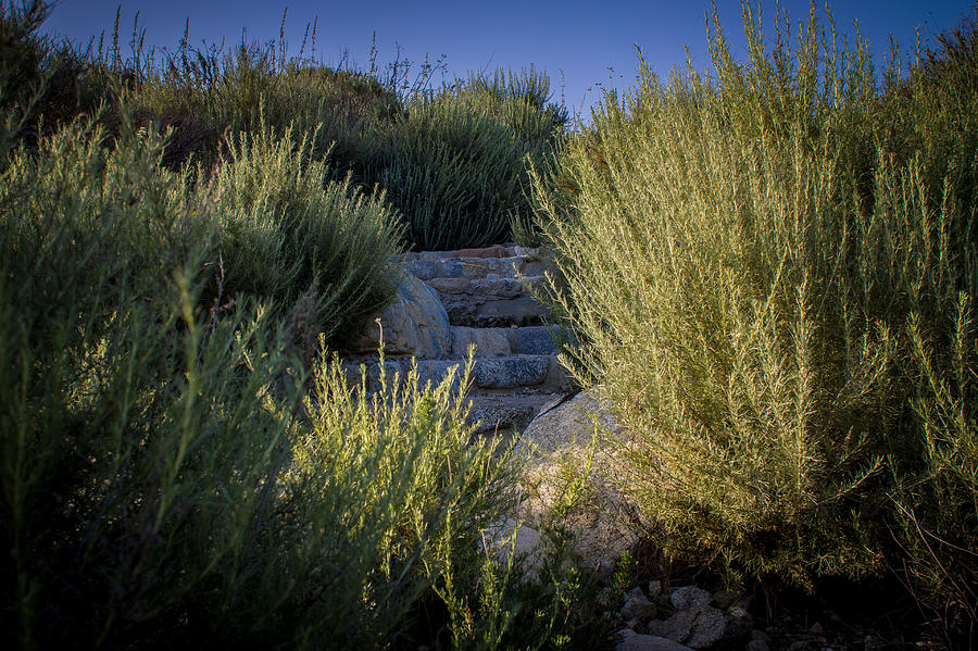 Desert Steps Photograph by Josh Quillin - Fine Art America