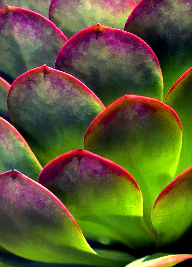 Desert Succulent in Bright Sun and Shade Painting by Elaine Plesser ...