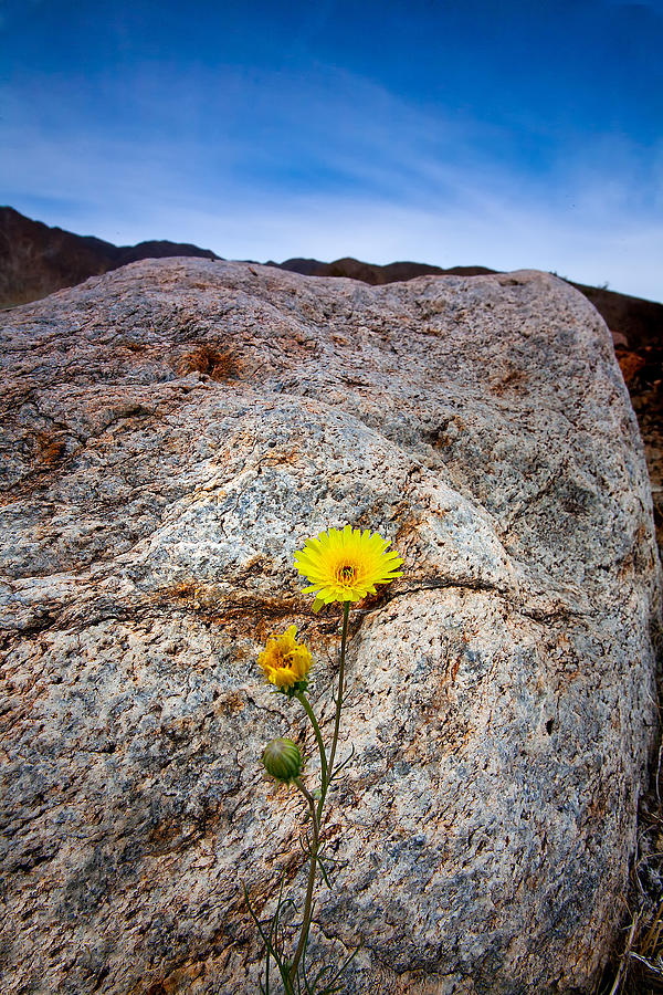 Desert Sunflower Photograph