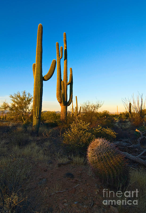 Desert Sunrise - Saguaro Cactus Sunrise at Saguaro National Park in ...