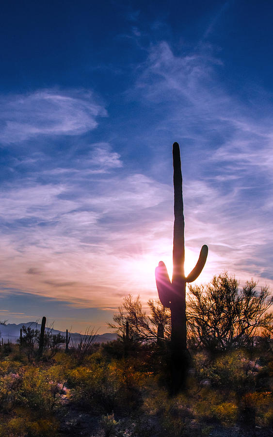 Desert Sunset Photograph by Barbara Manis
