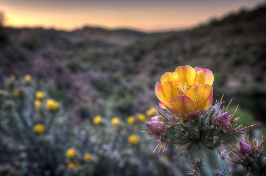Desert Sunset Blossom Photograph by Anthony Citro