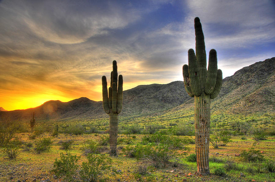 Desert Sunset Photograph by Dan Myers